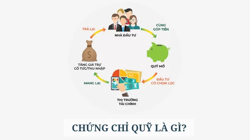 Chung-chi-quy
